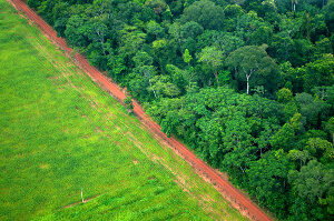 Amazon deforestation